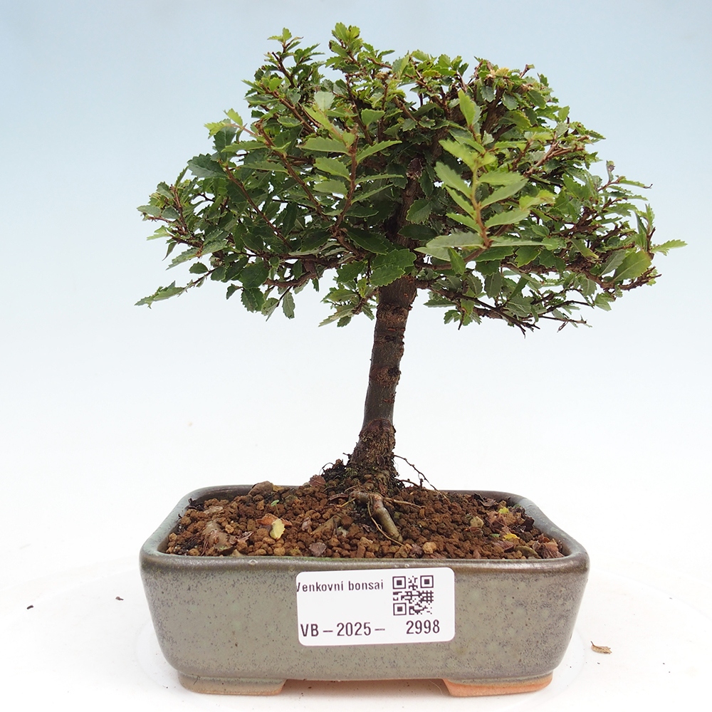 Bonsai da esterno - Ulmus parvifolia Sagei - Olmo a foglie piccole
