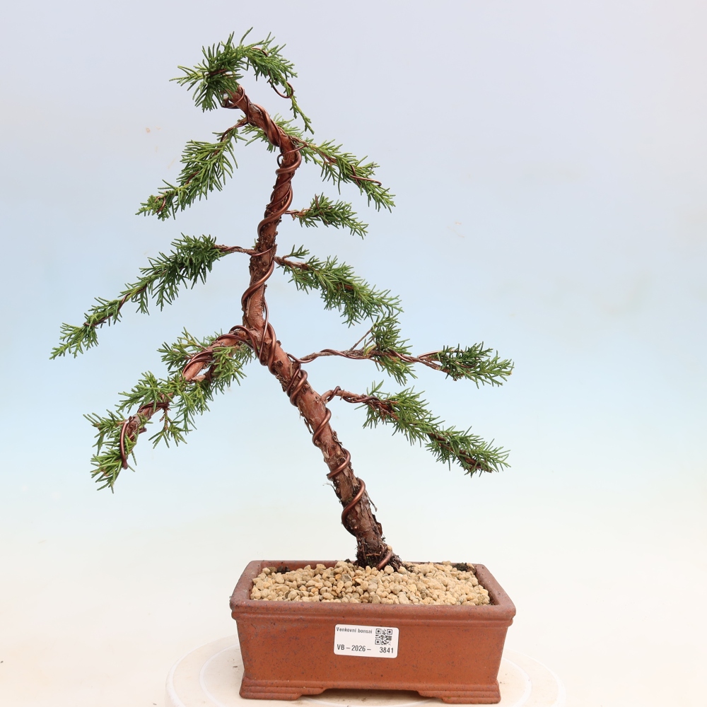 Bonsai da esterno - Juniperus chinensis Kishu