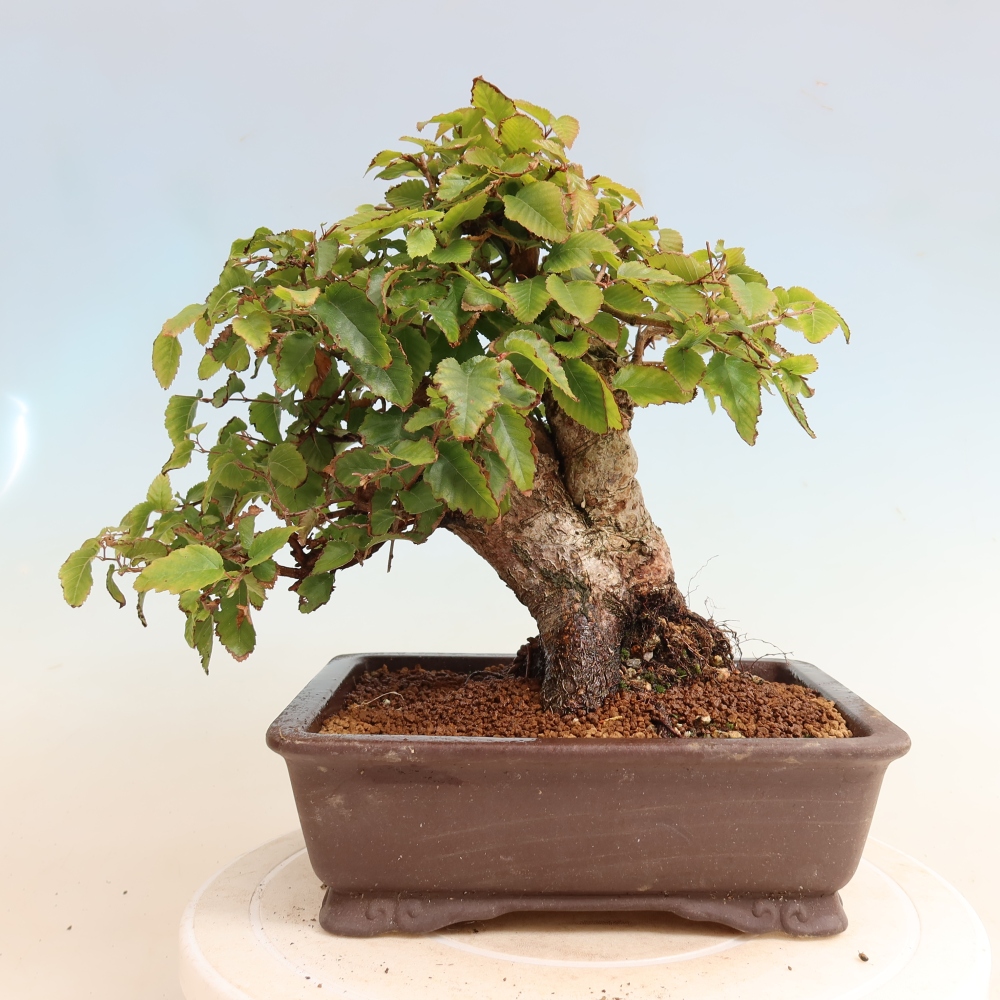 Bonsai da esterno -Carpinus CARPINOIDES - Carpino coreano