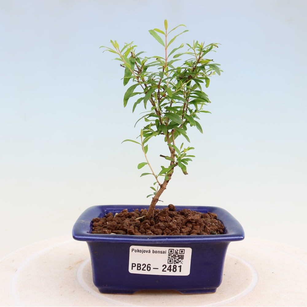 Camera bonsai-PUNICA granatum nana-Mela granata
