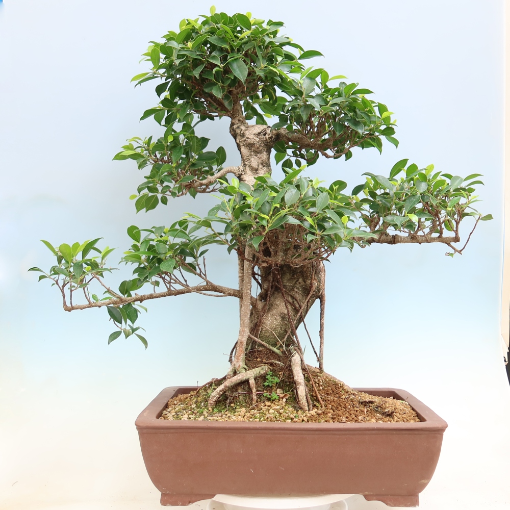 Camera bonsai - Ficus kimmen - ficus a foglie piccole