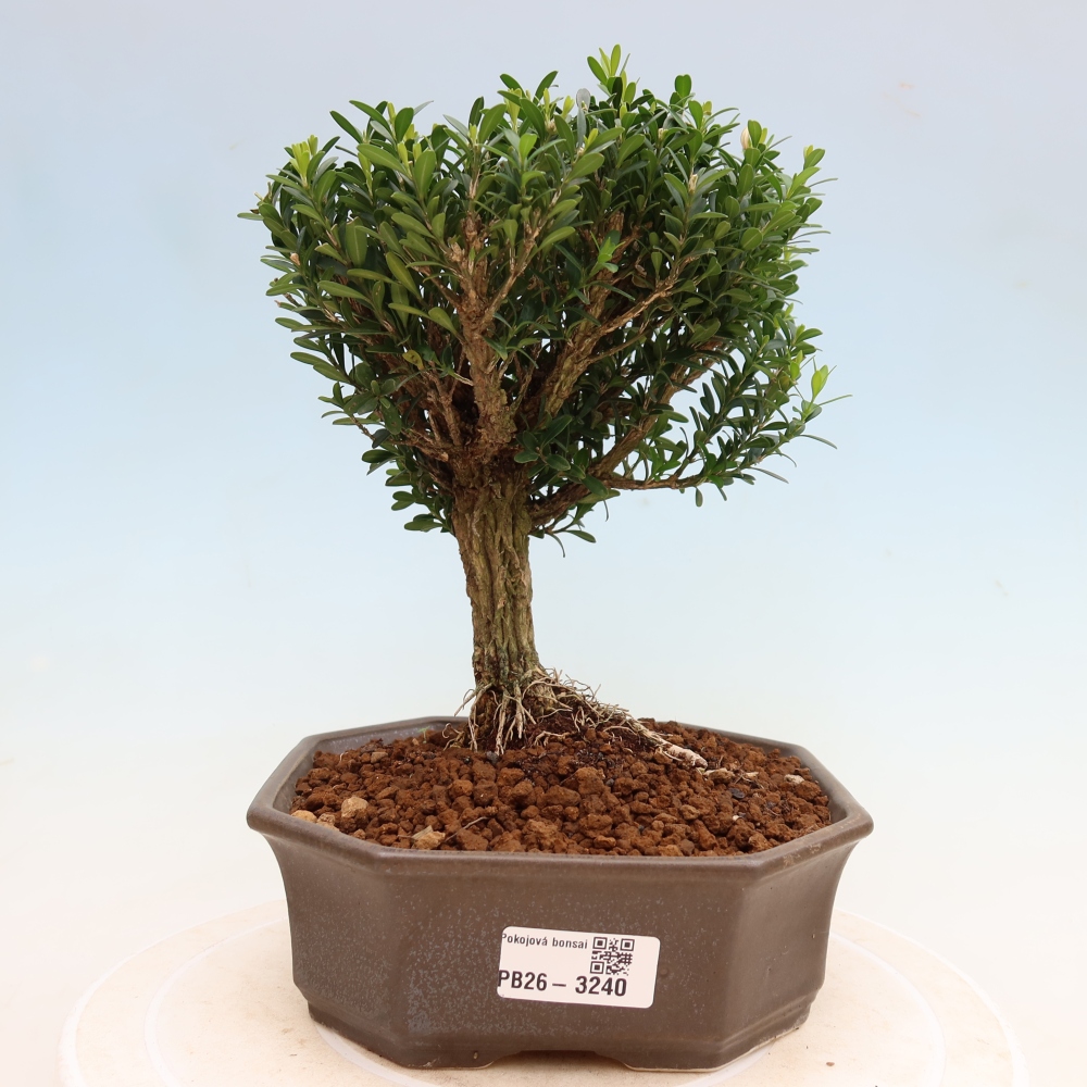 Camera bonsai - Buxus harlandii - buxus da sughero
