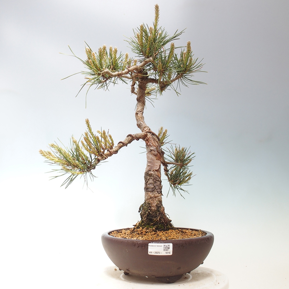 Bonsai da esterno - Pinus Sylvestris Watererri - Pino silvestre