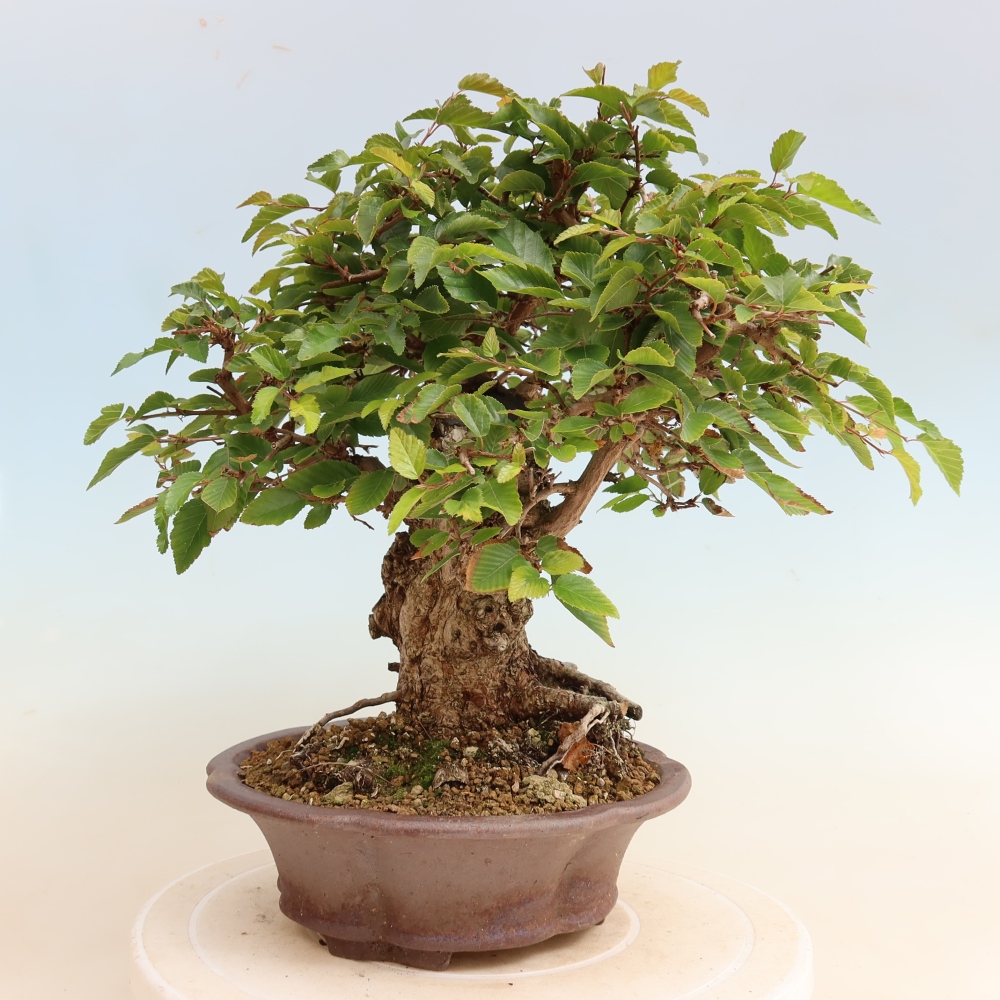 Bonsai da esterno -Carpinus CARPINOIDES - Carpino coreano