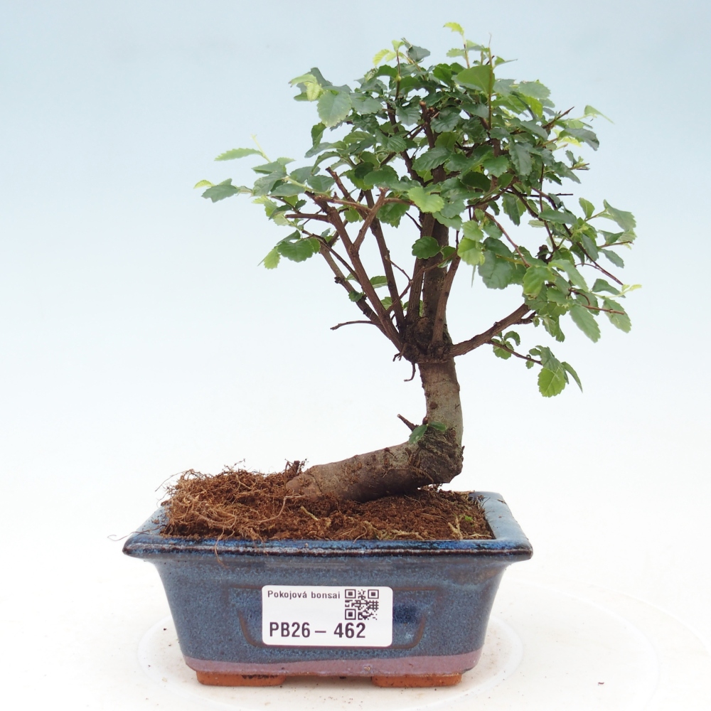 Camera bonsai - Ulmus parvifolia - Olmo a foglie piccole