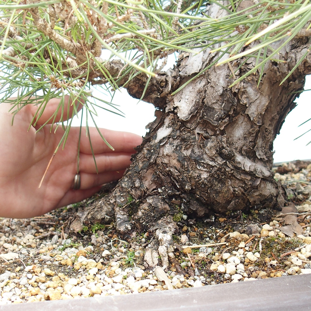 Bonsai da esterno - Pinus thunbergii - Pino di Thunberg