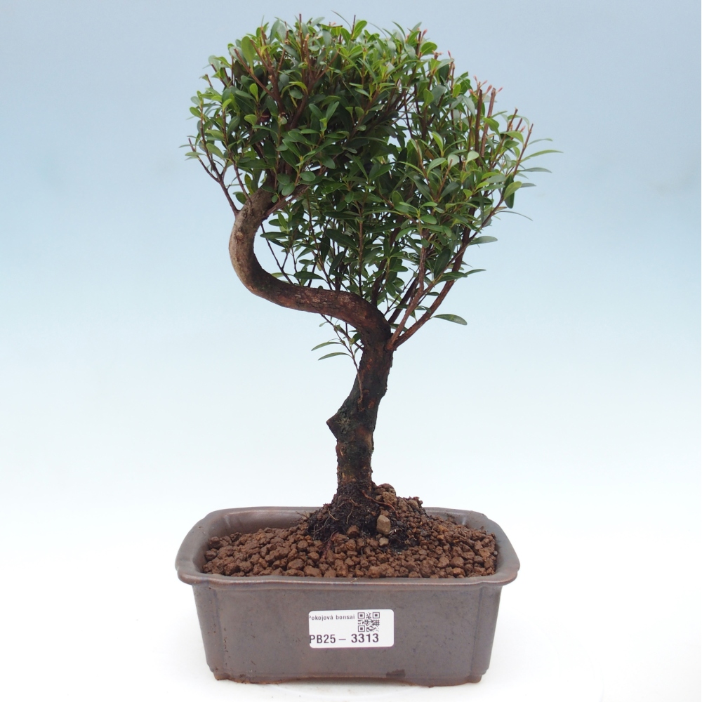Camera bonsai - Syzygium - Pimento