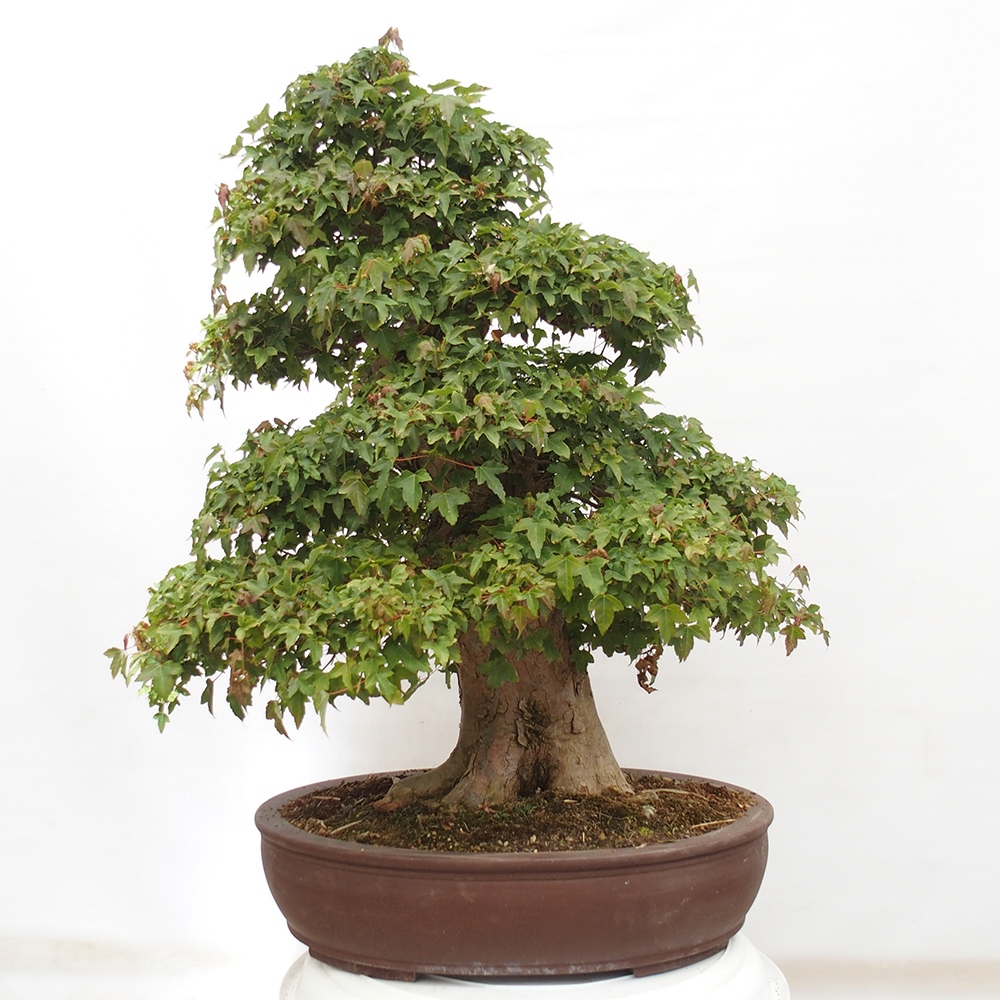 Bonsai da esterno - Acer Buergerianum - Acero di Burger