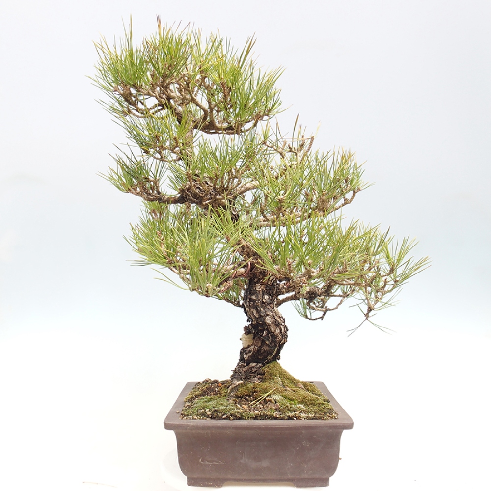 Bonsai da esterno - Pinus thunbergii - Pino di Thunberg