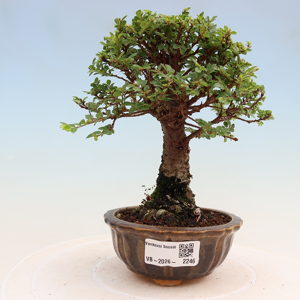 Bonsai da esterno - Ulmus parvifolia Sagei - Olmo a foglie piccole