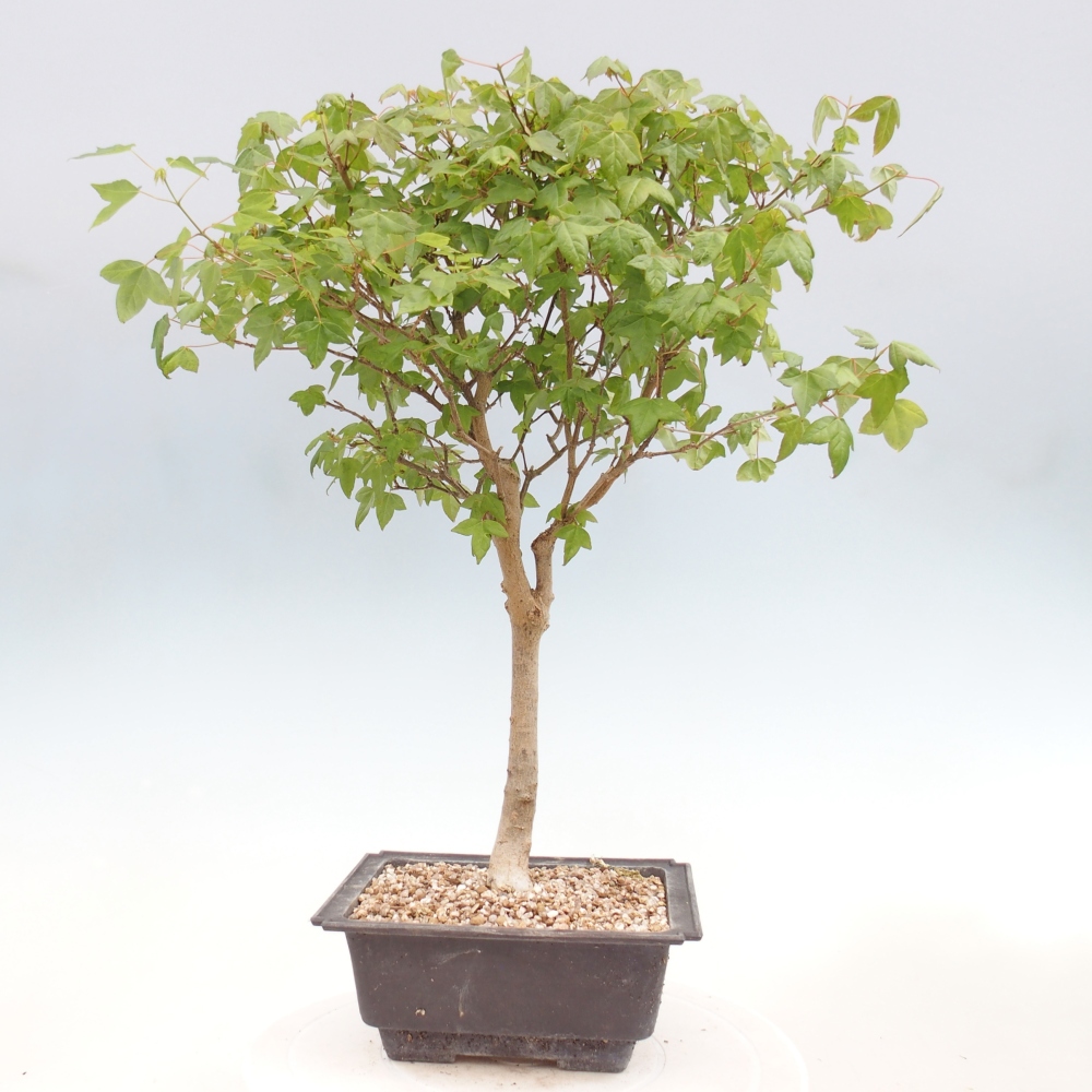 Bonsai da esterno - Acer Buergerianum - Acero di Burger