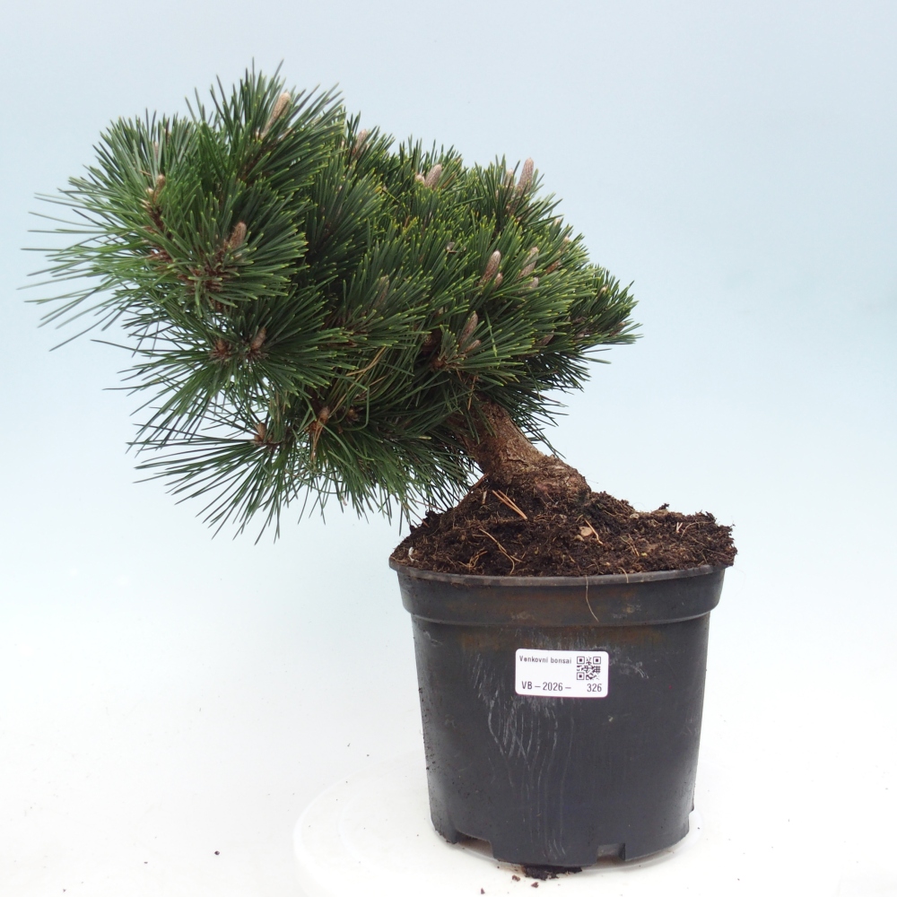 Bonsai da esterno - Pinus thunbergii senjyumaru - Pino di Thunberg
