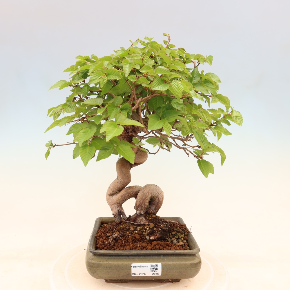 Bonsai da esterno -Carpinus Coreana - Carpino coreano