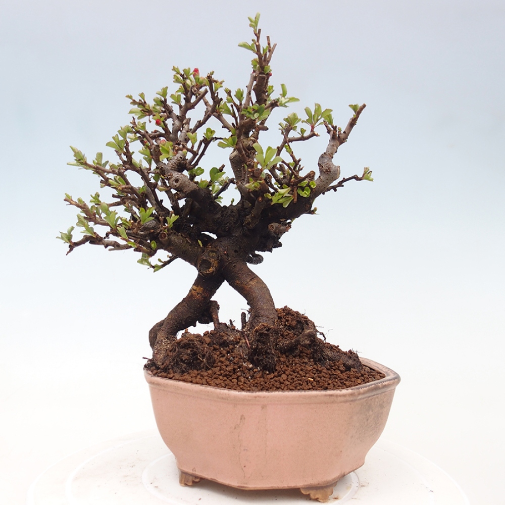 Bonsai da esterno - Chaneomeles speciosa - Cotogno