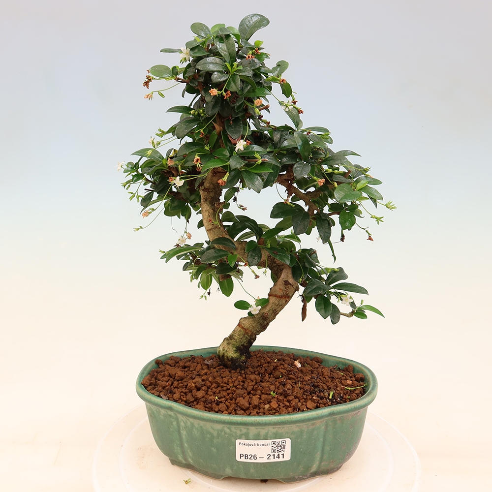 Camera bonsai - Carmona macrophylla - Tea fuki