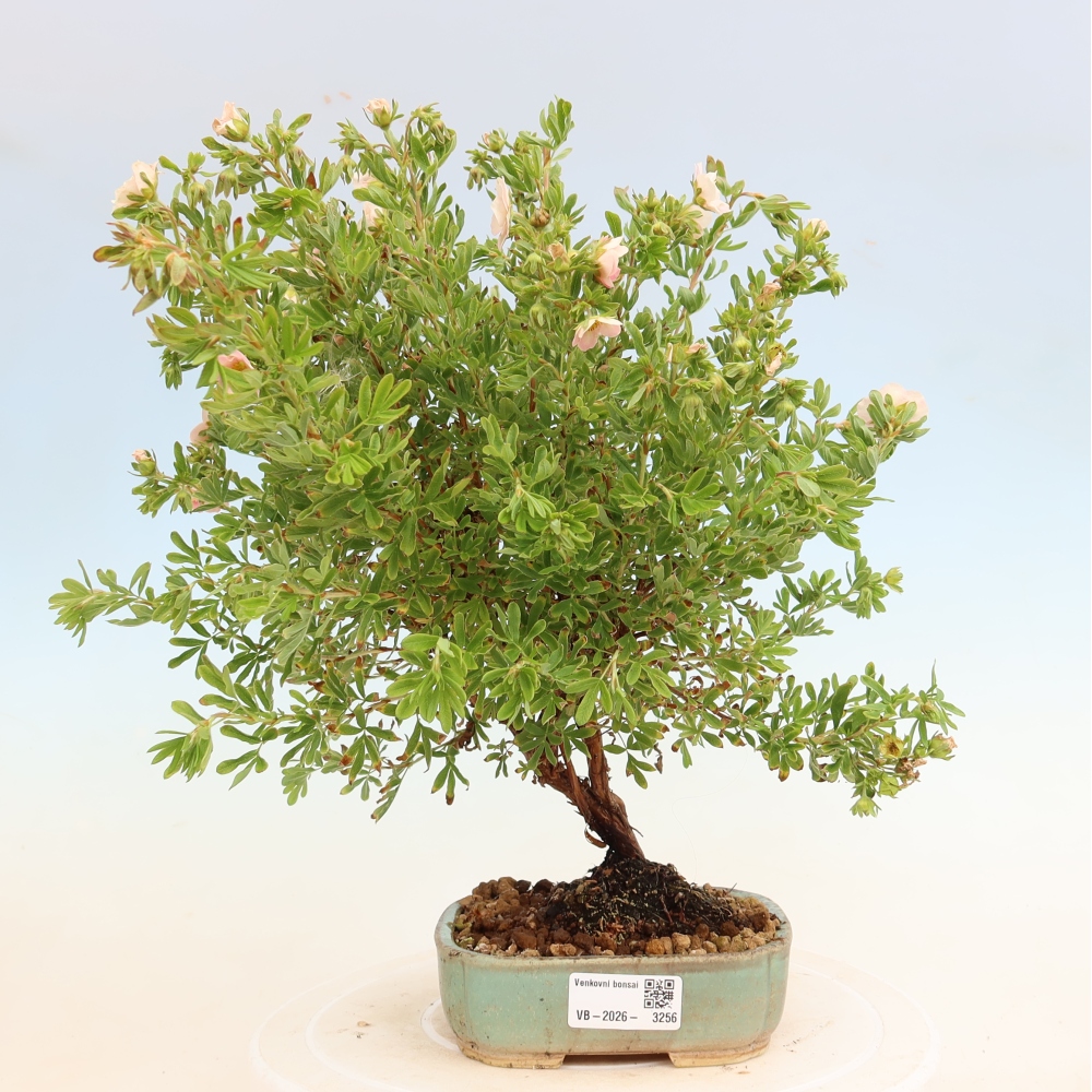 Bonsai da esterno - Potentilla fruticosa - Potentilla fruticosa Bellissima