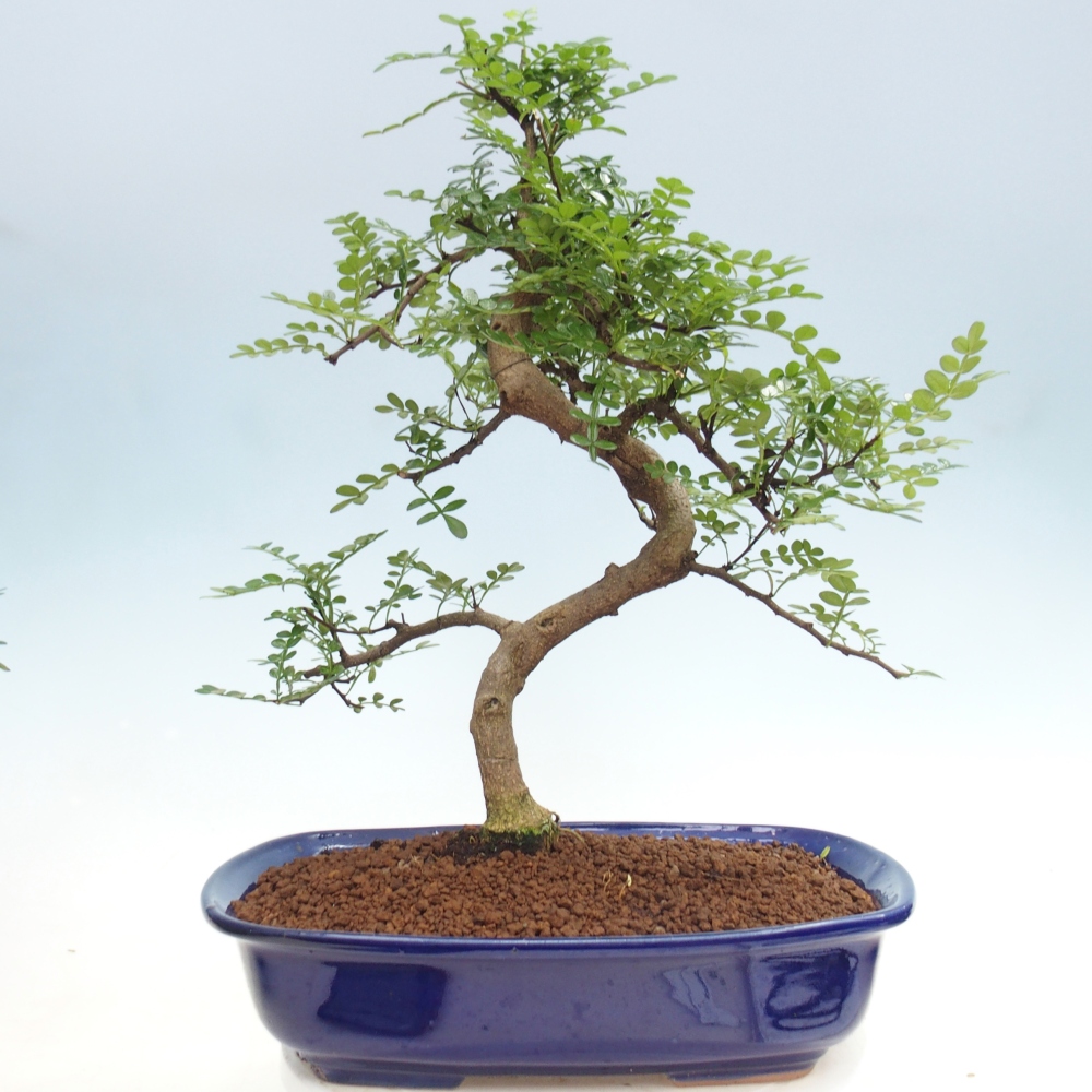 Camera bonsai - Zantoxylum piperitum - albero del pepe