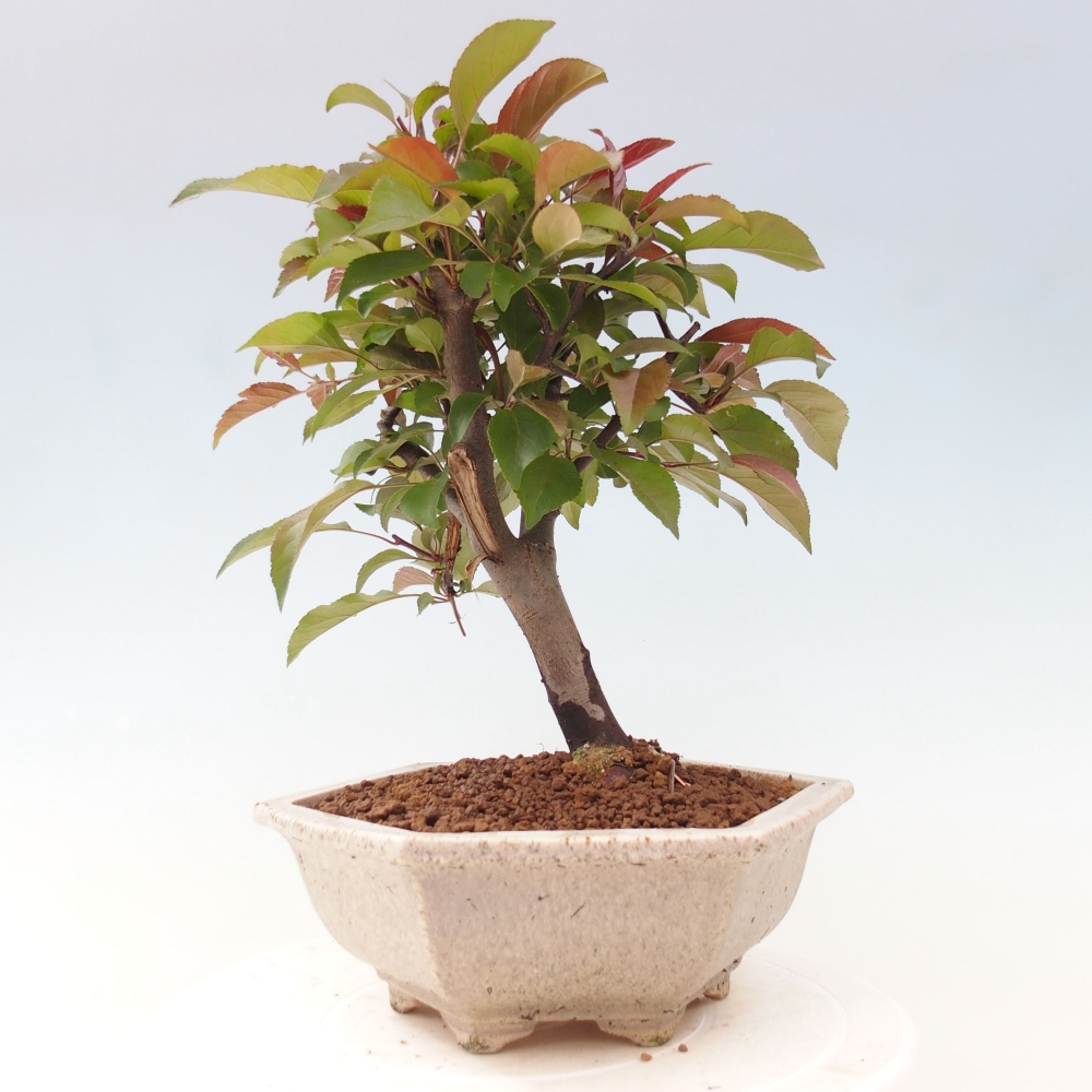 Bonsai da esterno -Malus domestica - Melo a piccoli frutti a foglie rosse