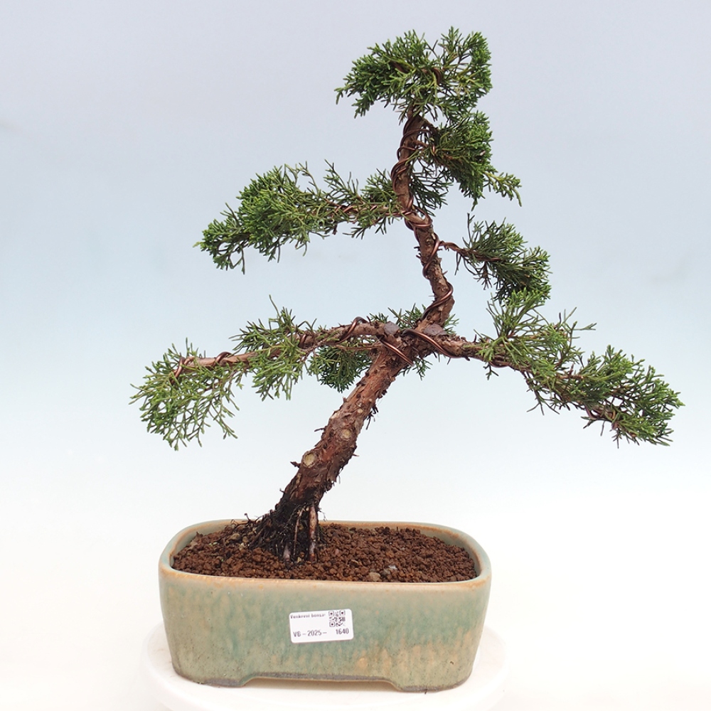 Bonsai da esterno - Juniperus chinensis Kishu