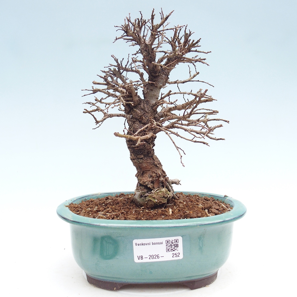 Bonsai da esterno - Zelkova - Zelkova NIRE
