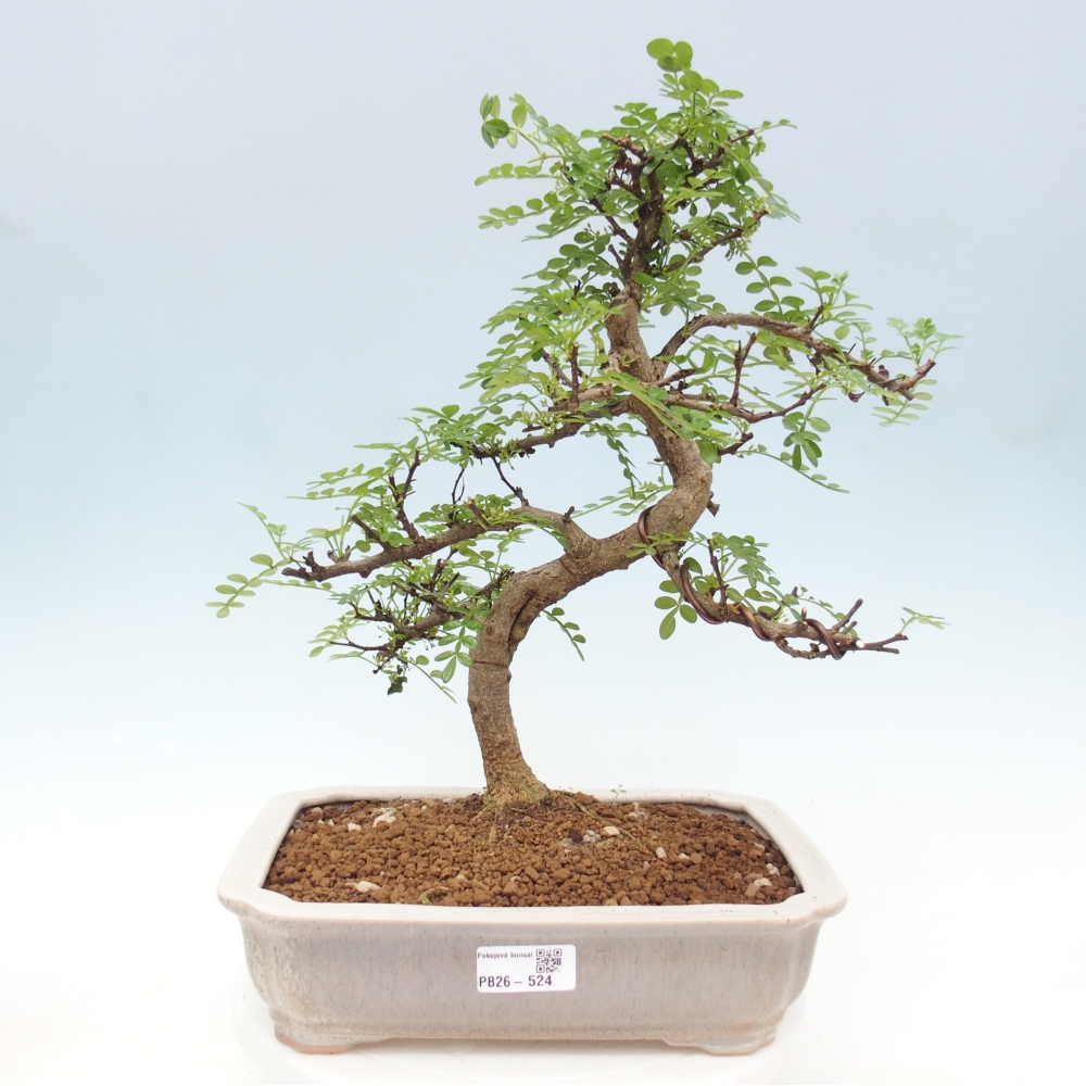 Camera bonsai - Zantoxylum piperitum - albero del pepe