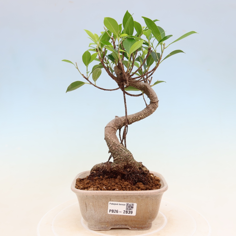 Camera bonsai - Ficus kimmen - ficus a foglie piccole