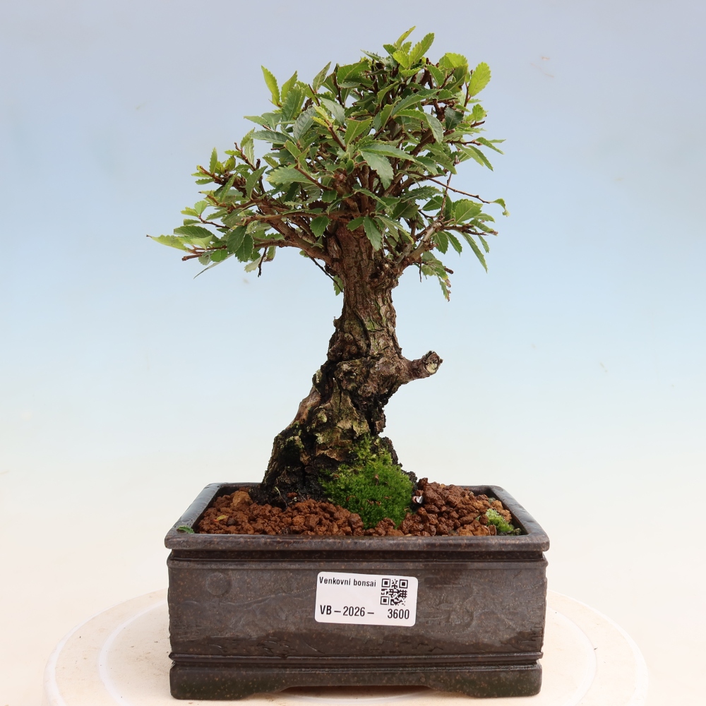 Bonsai da esterno - Zelkova - Zelkova NIRE