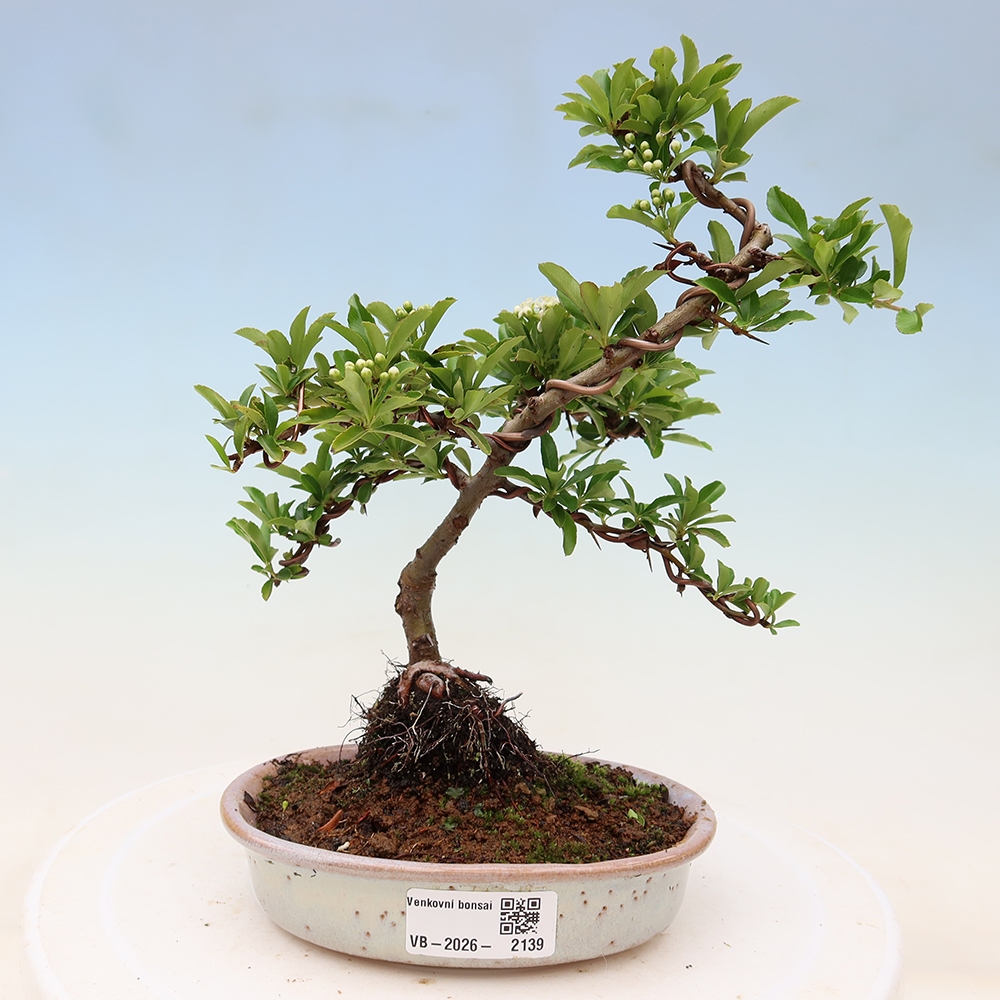 Bonsai da esterno - Pyracantha teton - Pyracantha scarlatta