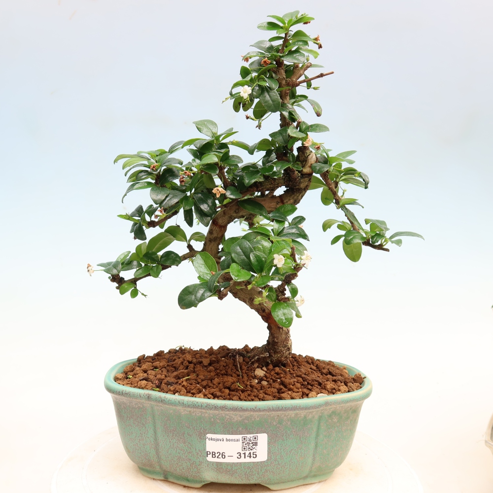 Camera bonsai - Carmona macrophylla - Tea fuki