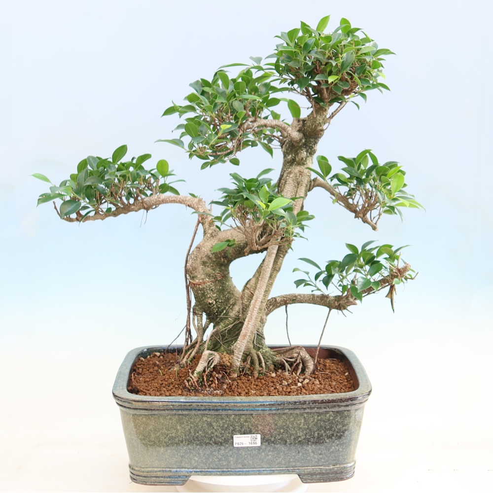 Camera bonsai - Ficus kimmen - ficus a foglie piccole