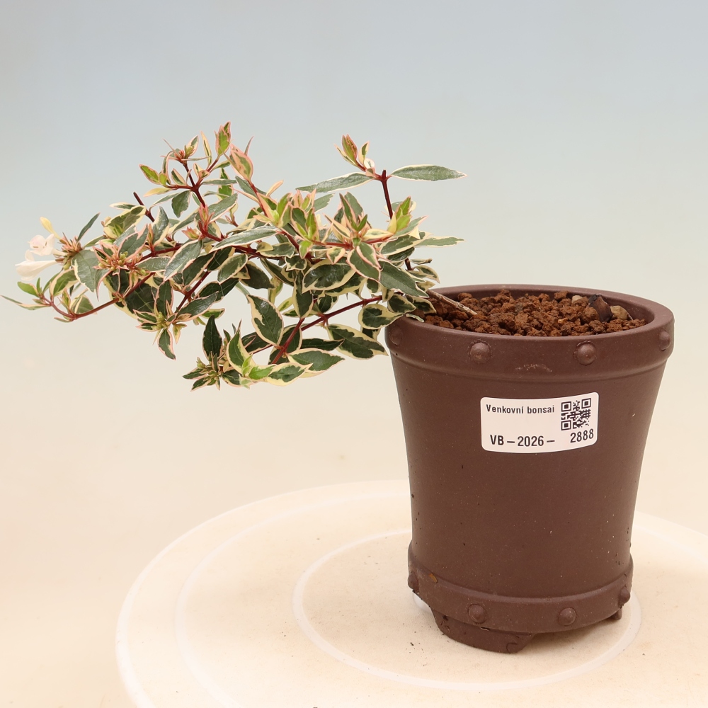 Bonsai da esterno - Abelia gr. Confetti - Abelia a fiore grande