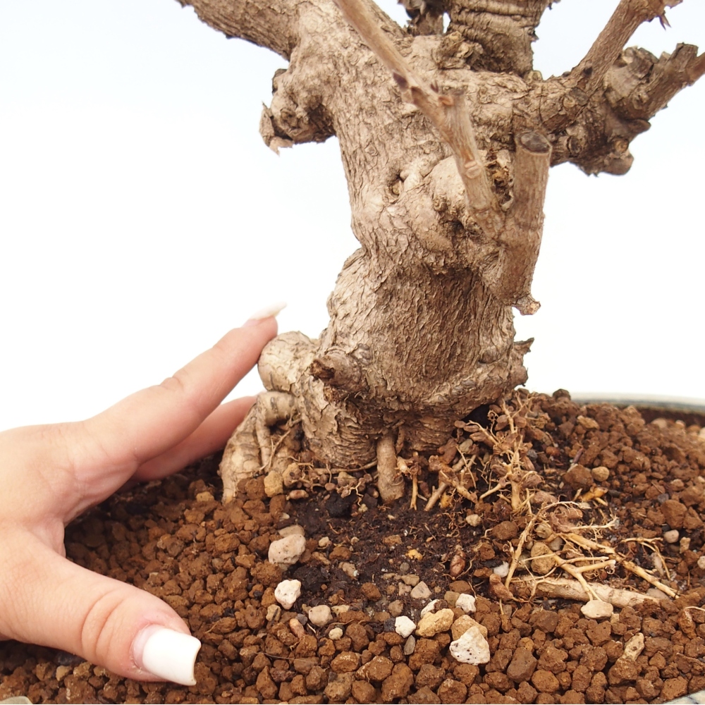 Bonsai da esterno - Vistaria - Glicine
