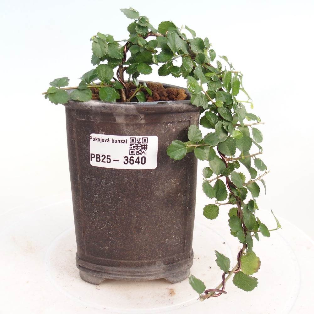 Camera bonsai - Grewia sp. - Grewia malafolia