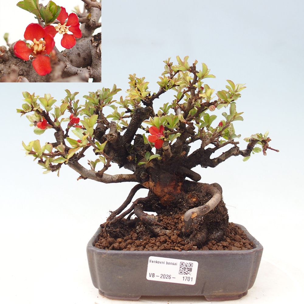 Bonsai da esterno - Chaneomeles speciosa - Cotogno