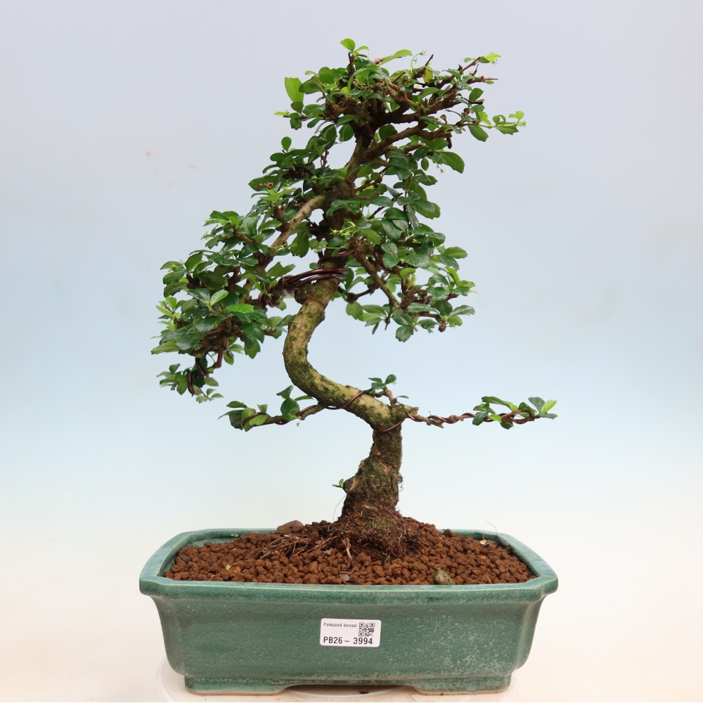Camera bonsai - Carmona macrophylla - Tea fuki