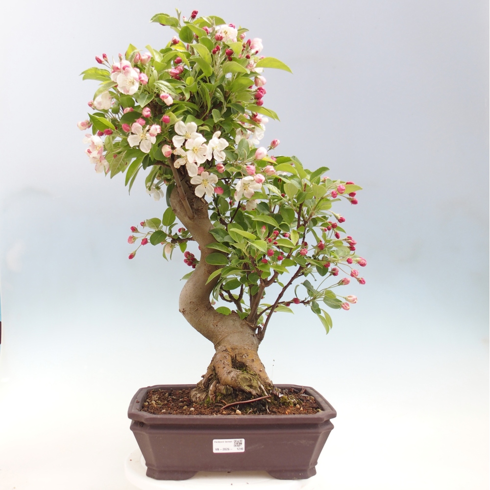 Bonsai da esterno -Malus halliana - Melo a frutto piccolo