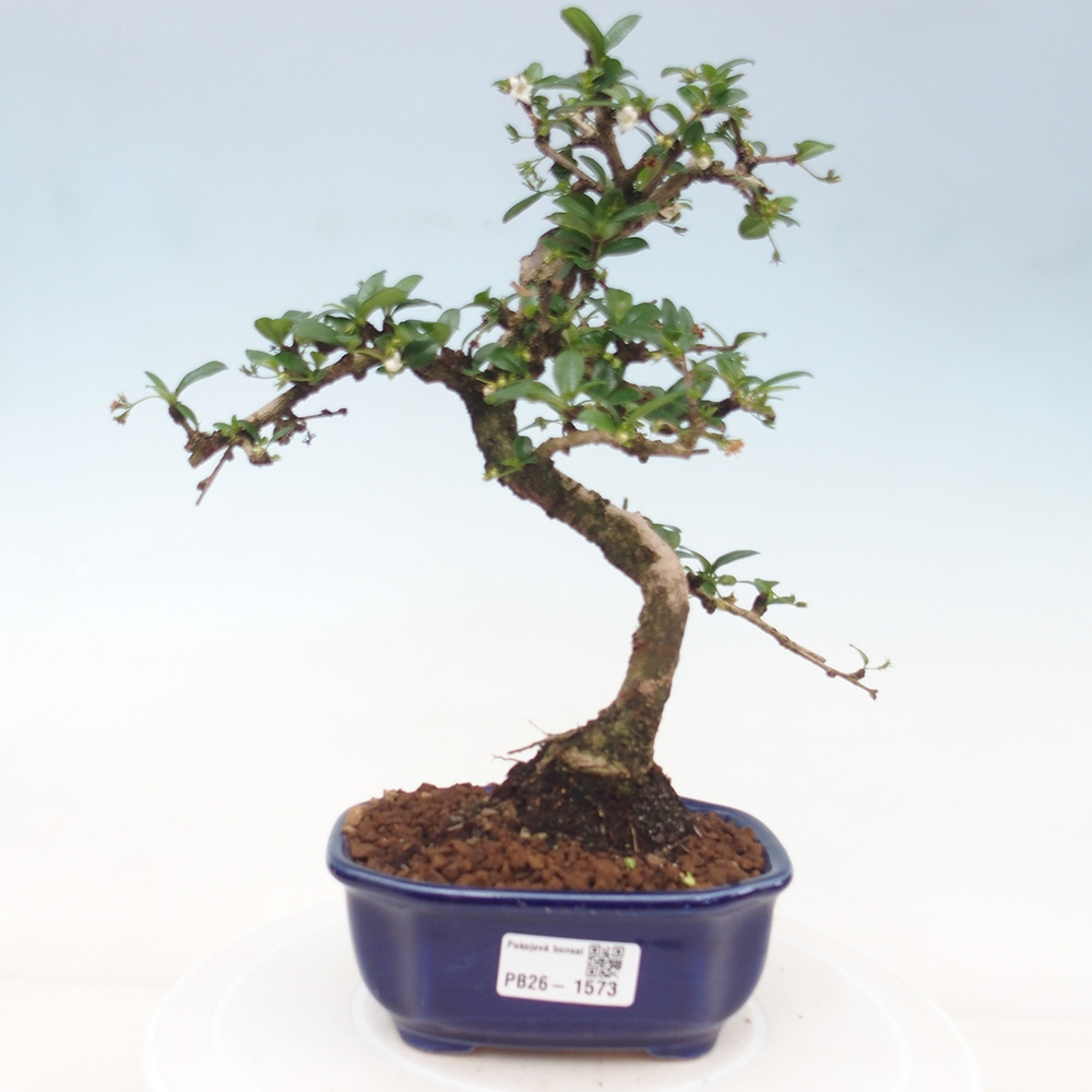 Camera bonsai - Carmona macrophylla - Tea fuki