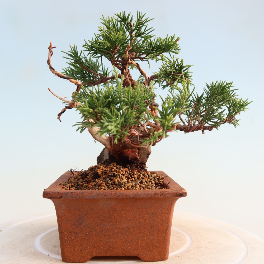 Bonsai da esterno - Juniperus chinensis Itoigawa