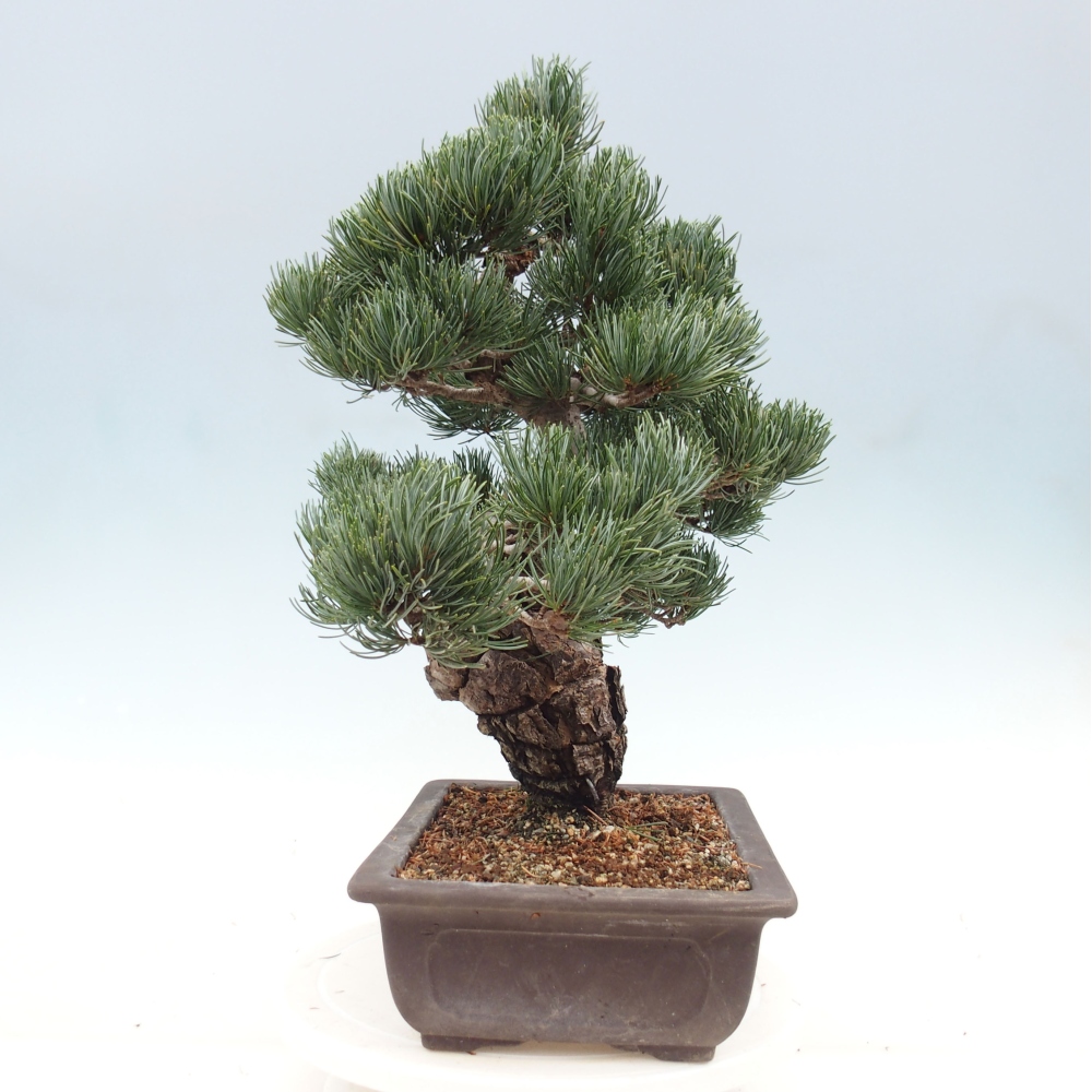 Bonsai da esterno - Pinus parviflora - Pinus parviflora