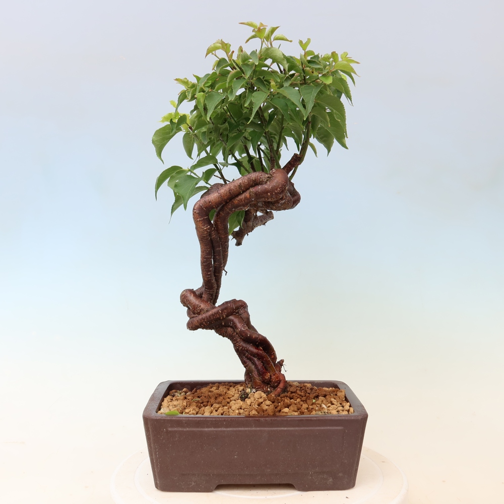 Bonsai da esterno - Albicocco giapponese - Prunus Mume