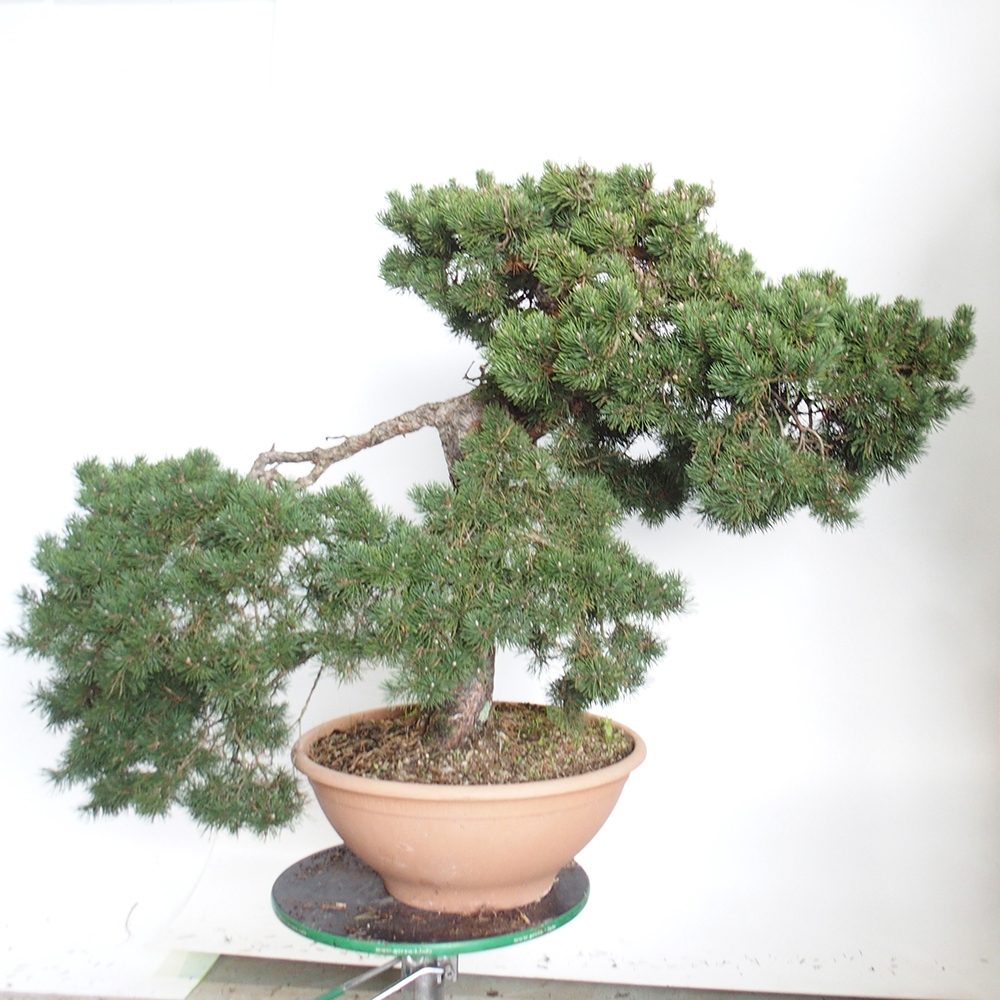 Yamadori - Pinus sylvestris Spagna