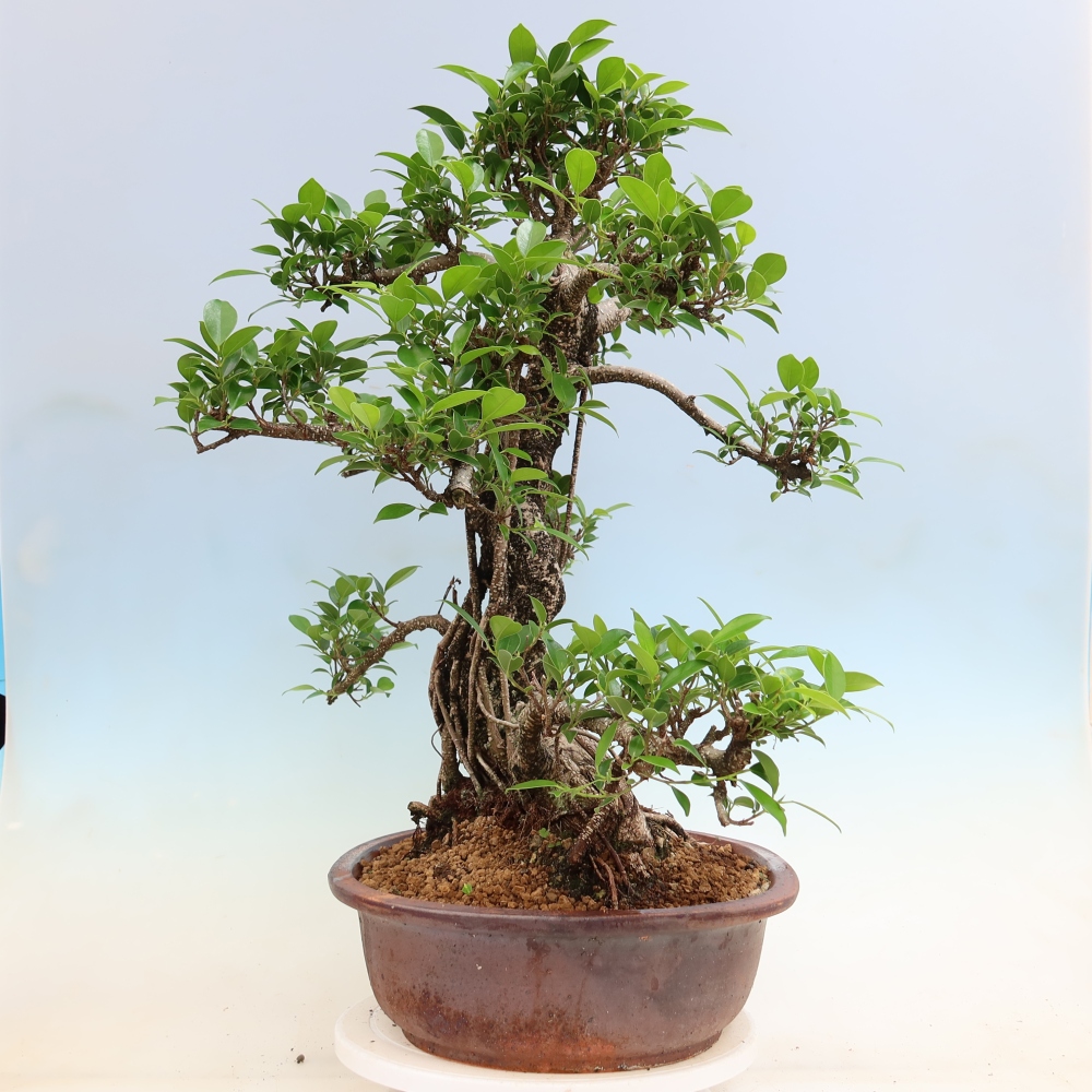 Camera bonsai - Ficus kimmen - ficus a foglie piccole