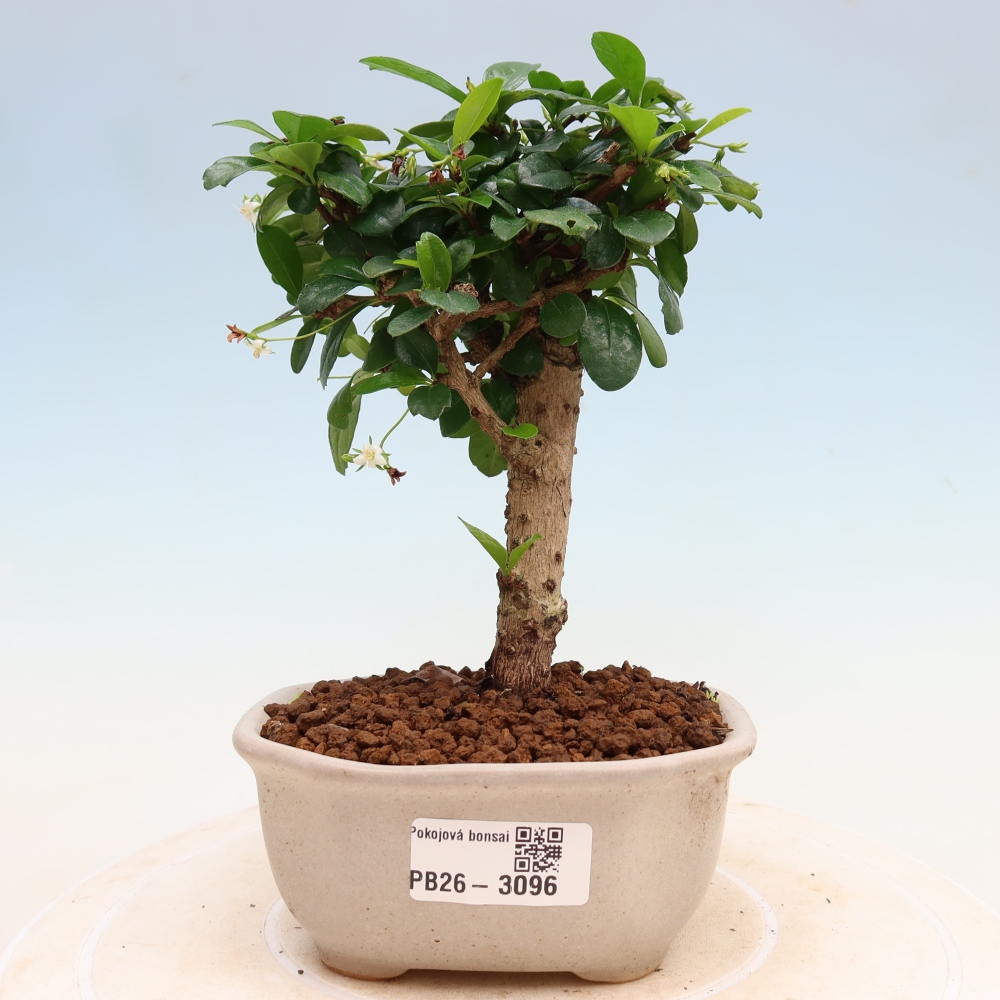 Camera bonsai - Carmona macrophylla - Tea fuki