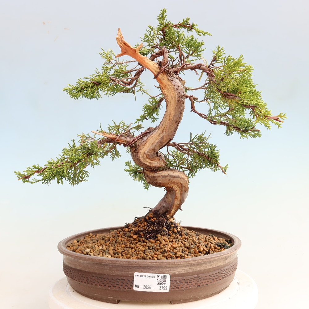 Bonsai da esterno - Juniperus chinensis Itoigawa-Juniperus chinensis