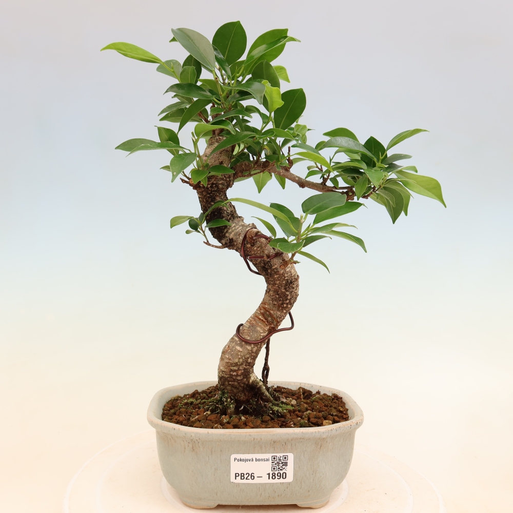 Camera bonsai - Ficus retusa - ficus a foglie piccole