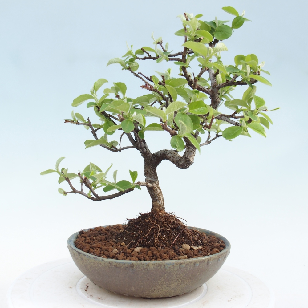 Bonsai da esterno - Chaneomeles chinensis