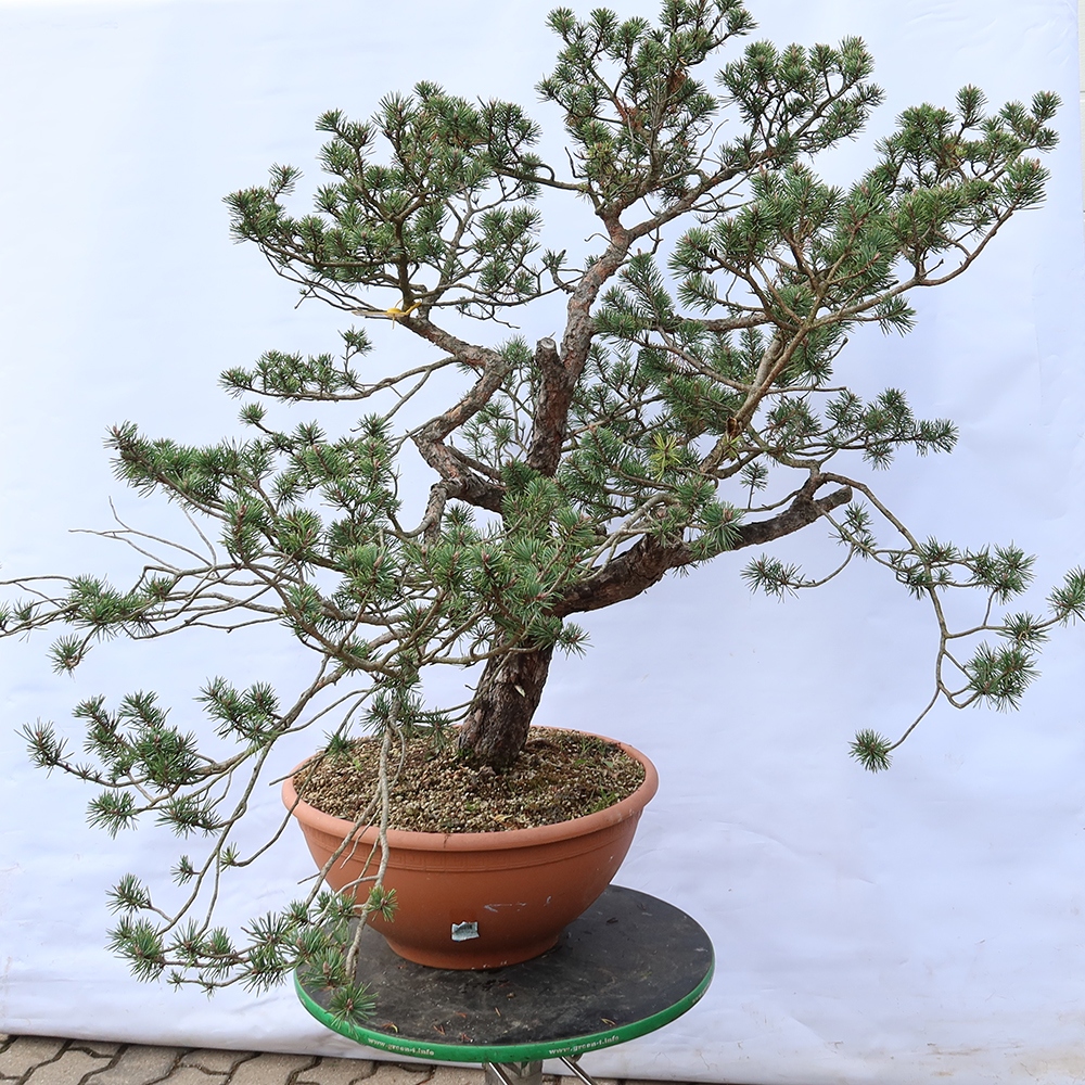 Pinus sylvestris Spagna - pino silvestre