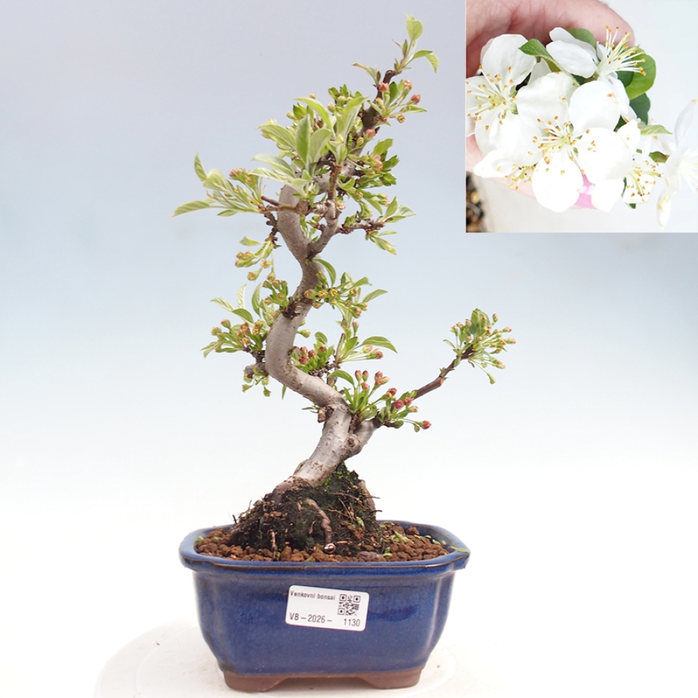 Bonsai da esterno - Malus sargentii - Melo a frutto piccolo