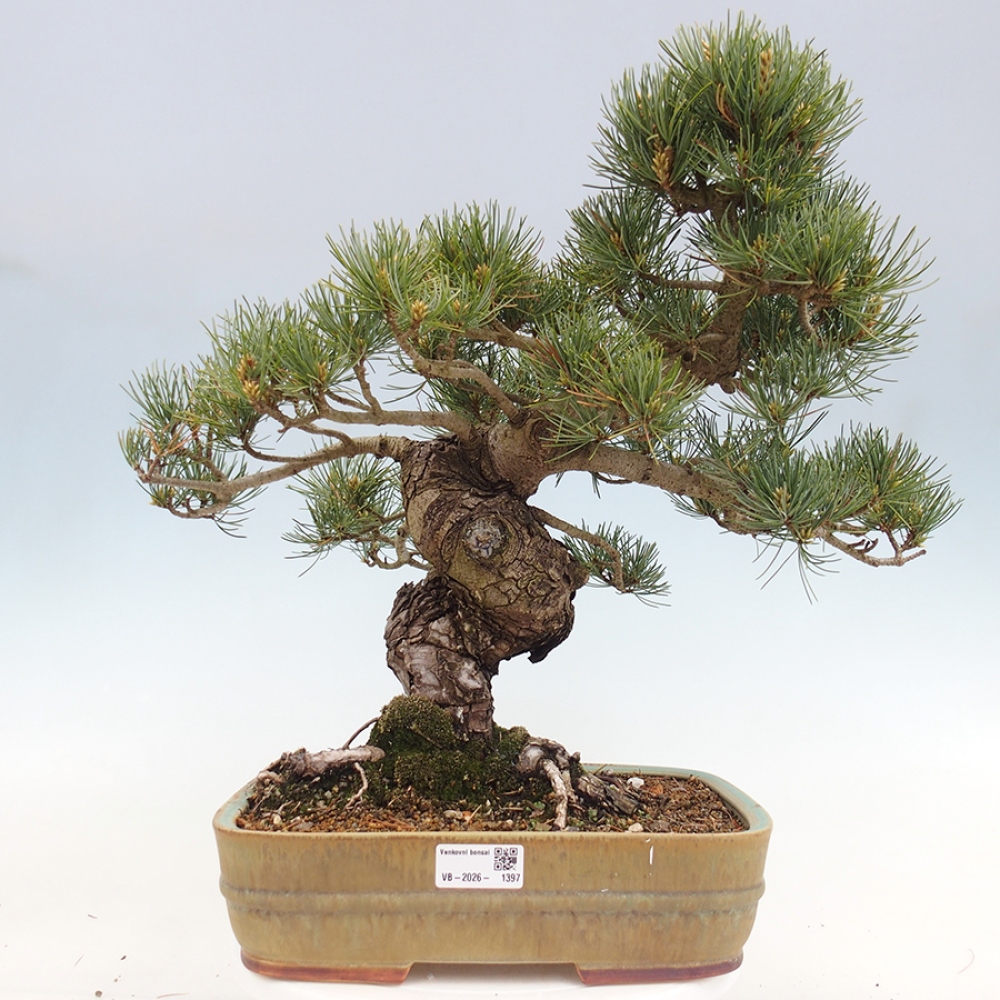 Bonsai da esterno - Pinus parviflora - Pinus parviflora