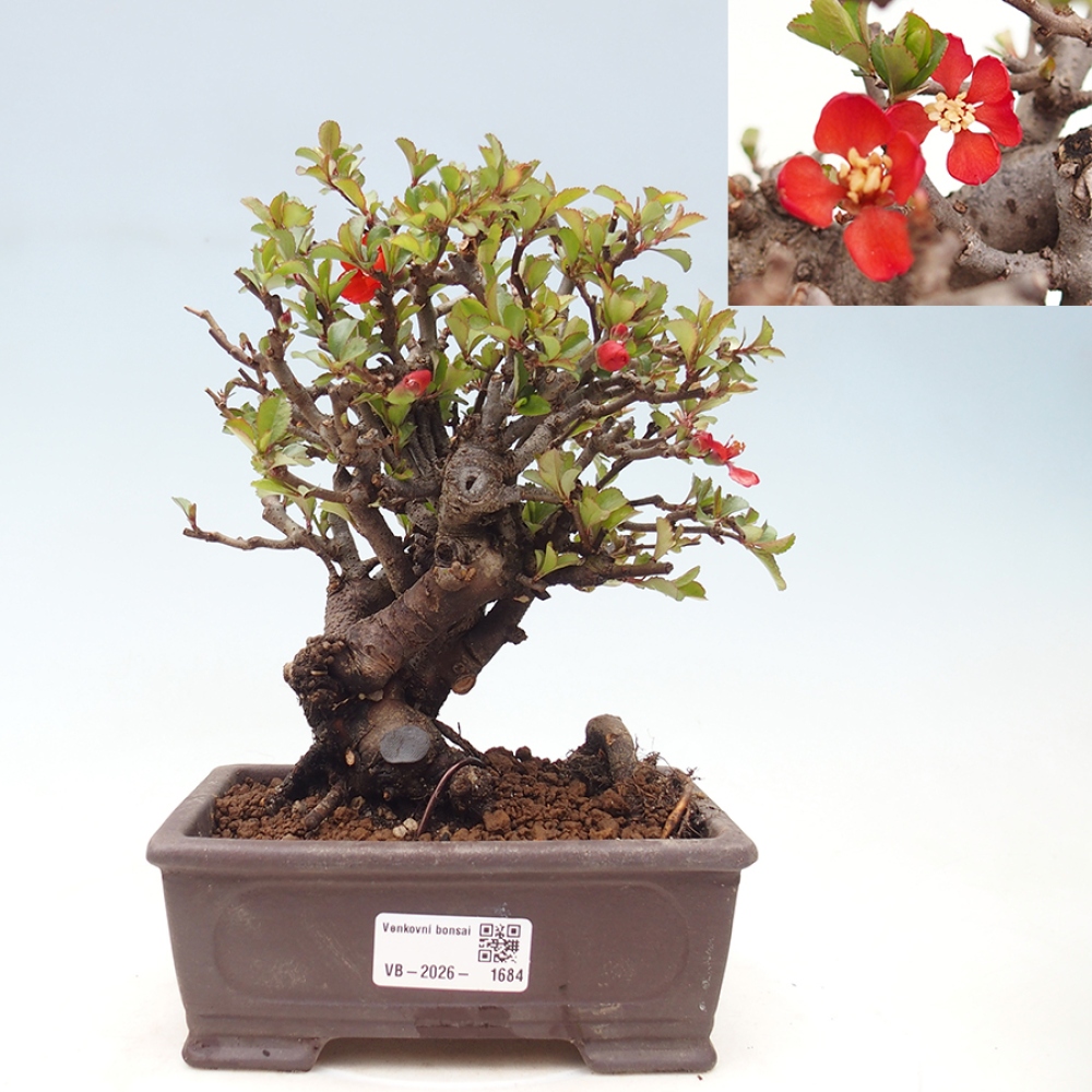 Bonsai da esterno - Chaneomeles speciosa - Cotogno